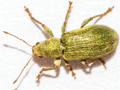 Pachyrhinus lethierryi